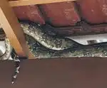 Jibóia é resgatada de telhado de residência em Vargem Alta