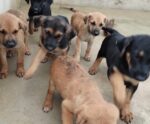 Quer um ‘aumiguinho’? Anchieta terá dia de adoção de filhotes de cachorro