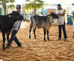 Exposul Rural 2024 segue com atrações durante o fim de semana