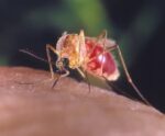 Primeiro óbito por Oropouche é confirmado no Espírito Santo