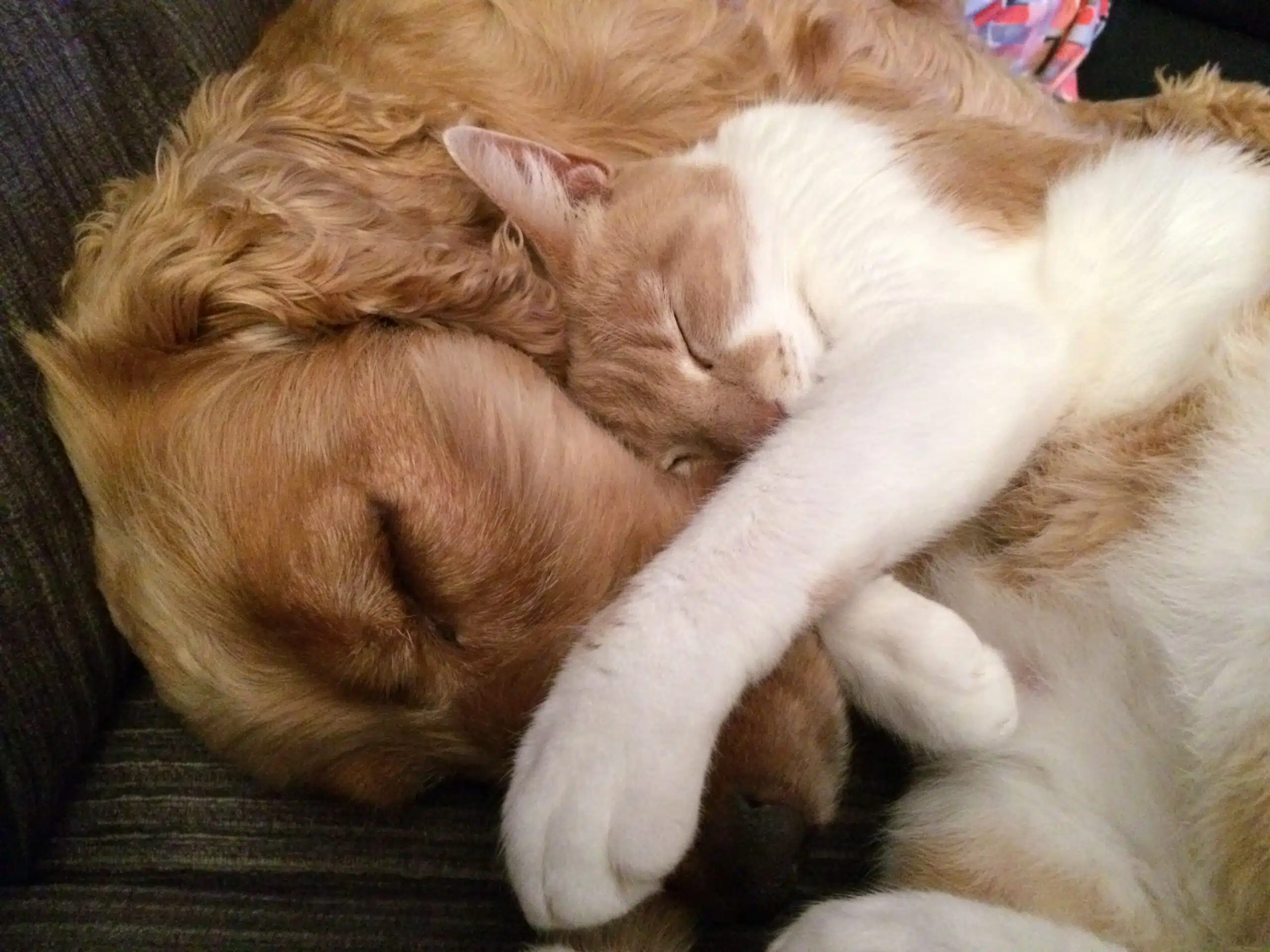 diabetes em pets