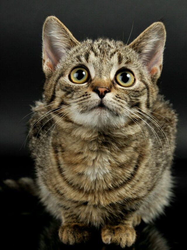 Veja mitos e verdades sobre os gatos