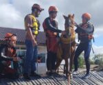 Final feliz! Égua presa em telhado é resgatada no Rio Grande do Sul