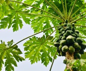 Espírito Santo é o maior produtor e exportador de mamão do Brasil Produtor e exportador de mamão