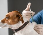 Cinomose: Anchieta alerta sobre importância da vacinação de pets