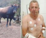 Vereador é atacado por boi e tem clavícula fraturada no Caparaó