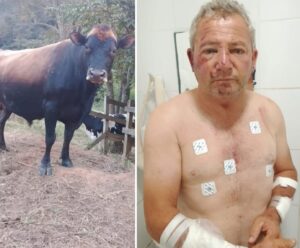 Vereador é atacado por boi e tem clavícula fraturada no Caparaó Vereador atacado por boi