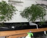PM encontra estufas com 47 pés e 64 mudas de maconha em casa no ES