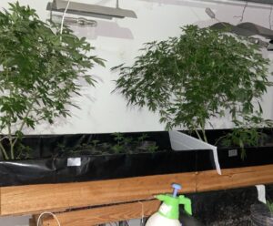 PM encontra estufas com 47 pés e 64 mudas de maconha em casa no ES Apreensão de maconha no ES