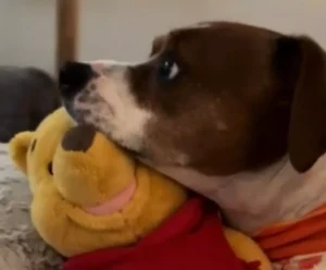 Conheça Winston, o cãozinho cinéfilo que viralizou na web Winston, o cãozinho cinéfilo