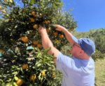 “Está valendo a pena”, diz produtor de tangerina em Conceição