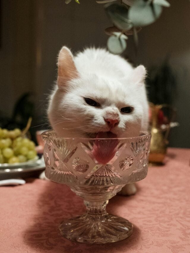 Gatos brancos são surdos?