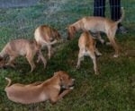 Vila Velha realiza “ArraiAU Junino” para adoção de cães e gatos; veja