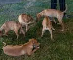 Vila Velha realiza “ArraiAU Junino” para adoção de cães e gatos; veja
