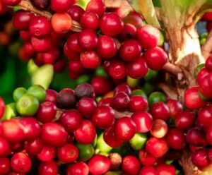 Muqui: produtores ganham reforço para o trabalho com café