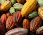 Concurso premia qualidade das amêndoas do cacau capixaba