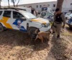 Cães da PM realizam provas de certificação para testar faro