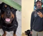 Cauã Reymond atualiza estado de saúde de cachorro envenenado