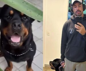 Cauã Reymond atualiza estado de saúde de cachorro envenenado Cachorro do Cauã Reymond