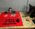 Cão Messi encontra drogas escondidas em vegetação em Cachoeiro