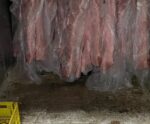Polícia Civil apreende 800 kg de carne em frigorífico no ES