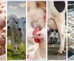 Confira dados divulgados sobre a produção agropecuária no ES