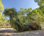No Dia do Meio Ambiente, exposição tem esculturas gigantes utilizando folhagens
