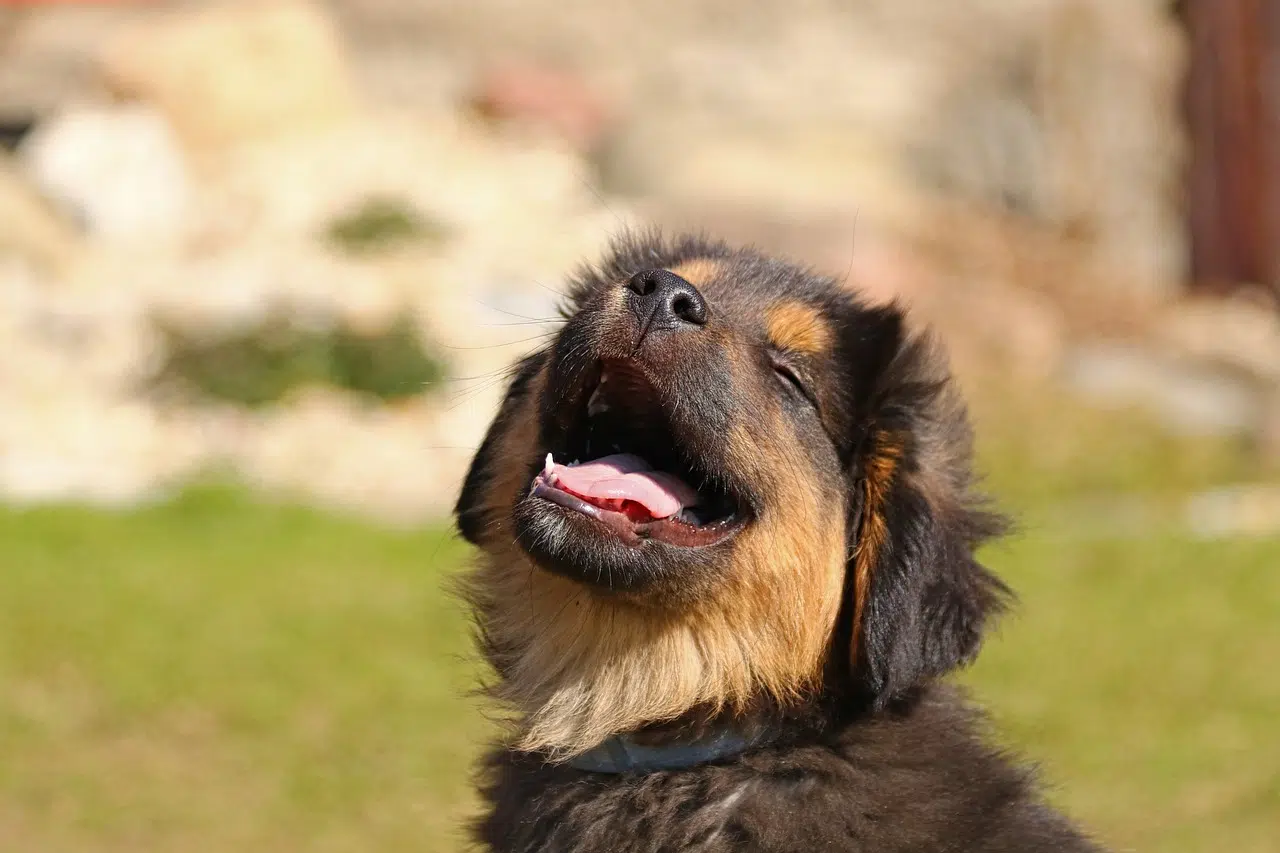 Pets filhotes