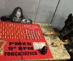 Cão Messi localiza drogas escondidas em rua de Cachoeiro