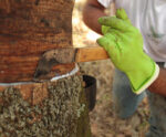 Produção de borracha natural entra em pauta no Espírito Santo