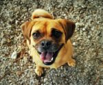 Confira prevenções e cuidados com a pele dos animais de estimação