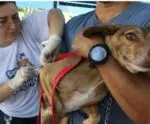 Iconha intensifica vacinação contra raiva animal