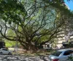 Descubra a história da deslumbrante Árvore da Chuva em Cachoeiro
