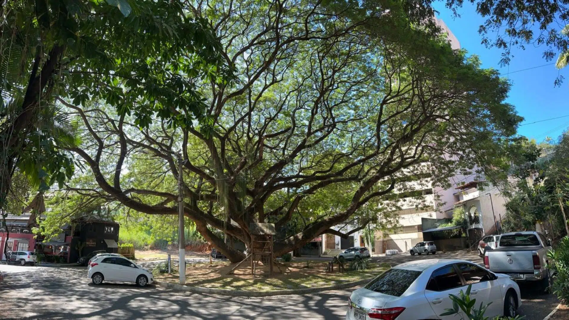 Árvore da Chuva - Cachoeiro