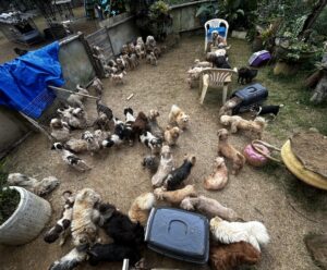 Cães resgatados com sinais de maus-tratos do ES vão para adoção Cães resgatados no ES