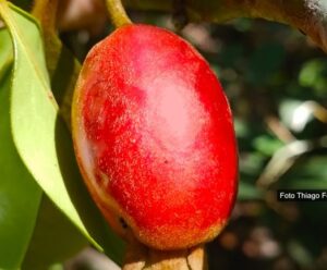 Cereja-de-Guapiaçu: nova fruta é descoberta na Mata Atlântica Fruto da cereja-de-guapiaçu