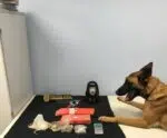PC e PM apreendem grande quantidade de drogas em Guaçuí