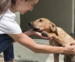 Cinomose é a principal causa da morte de cachorros em Muqui, diz Ufes