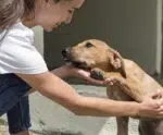 Cinomose é a principal causa da morte de cachorros em Muqui, diz Ufes