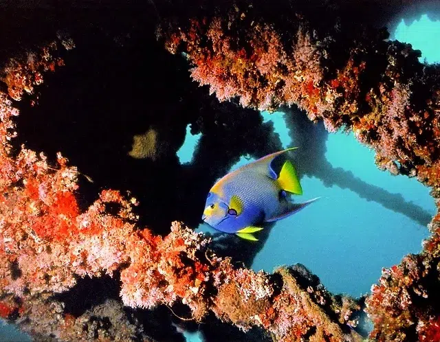 Mergulho Espírito Santo, Guarapari
