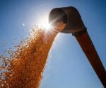 Criadores do ES contam com reforço de 2,8 mil toneladas de milho