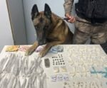 Cão de faro encontra drogas escondidas em terreno baldio no ES