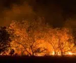 Decretos de emergência por incêndios florestais aumentaram 193% em 2024