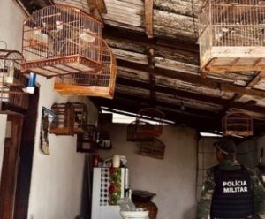 Após denúncias anônimas, pássaros silvestres são resgatados no Sul Apiacá