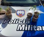 Polícia Militar apreende pés de maconha no Caparaó