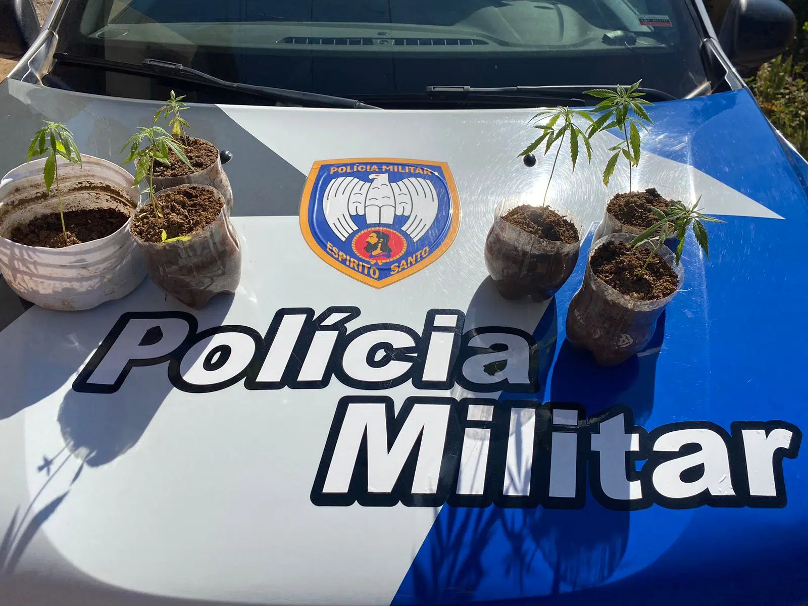 Pés de maconha no Caparaó
