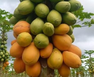 Chuva atrapalha colheita de mamão e oferta se reduz na BA e ES alta na produção do mamão