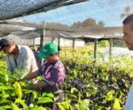 Família de Cachoeiro de Itapemirim inicia cultivo de cacau orgânico