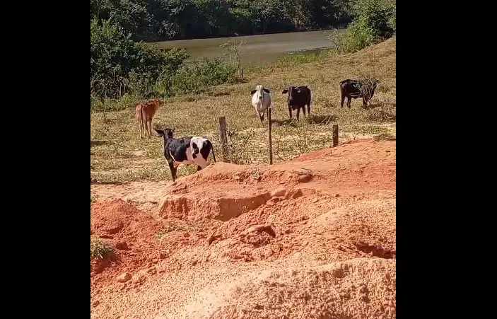 furto de gado em Mimoso do Sul