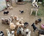 Mais de 100 cães com sinais de maus-tratos são resgatados no ES